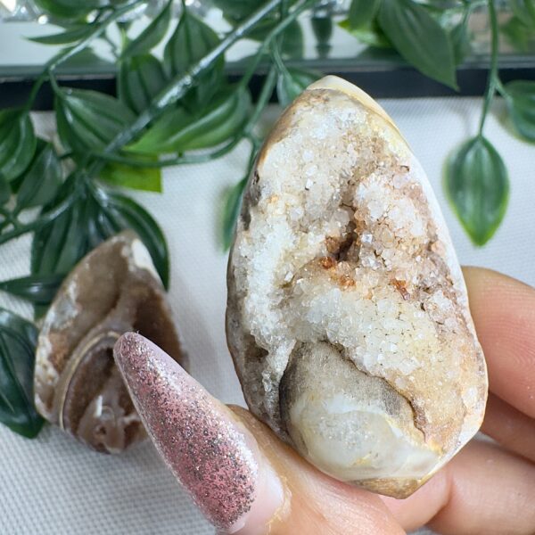 Agatized Spiralite Shells